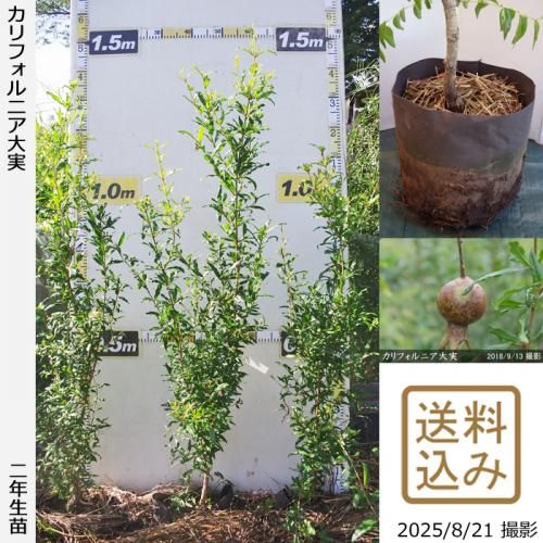 2025ǯͽʡ2ǯġե˥¥()[ݥå 2024ǯ:M]