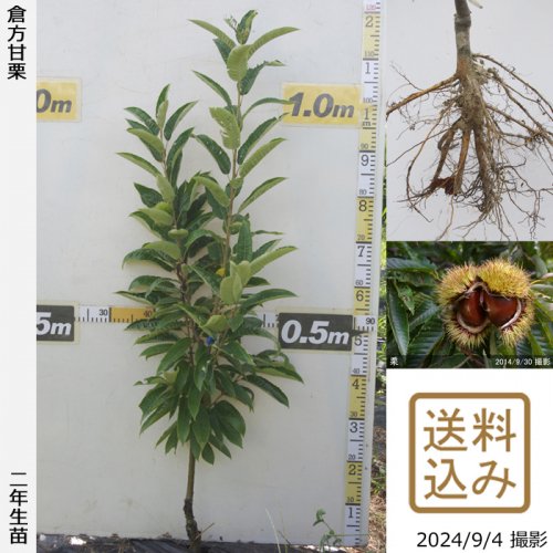 受注生産品 2022年発芽の栗の苗木10本/大粒/幼木/植木/庭木/盆栽/筑波