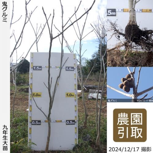 鬼ぐるみ]ナッツ類 クルミ(胡桃)の地堀大苗 - 果樹苗・大苗