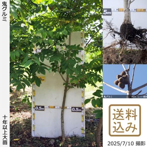 鬼ぐるみ]ナッツ類 クルミ(胡桃)の地堀大苗 - 果樹苗・大苗