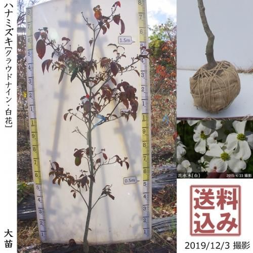 ハナミズキ 花水木 果樹苗木 成木通販の 特等大苗専門店 すだ農園 京都亀岡 ハナミズキ 花水木 果樹苗木 成木通販の 特等大苗専門店 すだ農園 京都亀岡