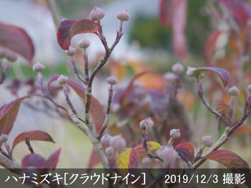 ハナミズキ(花水木) 《白花》地掘大苗 - 記念樹・果樹苗・大苗・苗木 ...