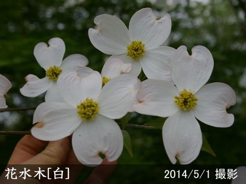 《現品》花水木（ハナミズキ）白花　樹高1.2ｍ（根鉢含まず）36【苗木/植木】