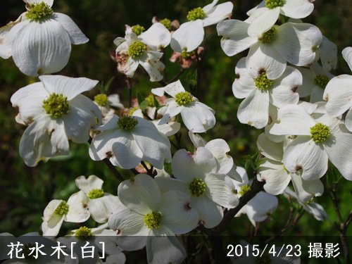 《現品》花水木（ハナミズキ）白花　樹高1.1ｍ（根鉢含まず）34【苗木/植木】