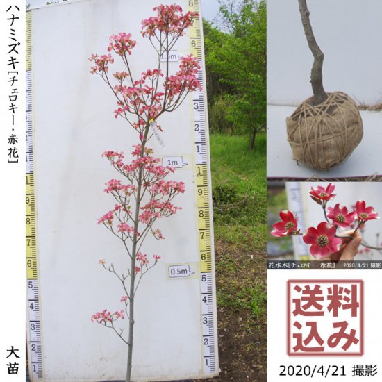 ハナミズキ 花水木 チェロキー 地掘大苗 記念樹 果樹苗 大苗 苗木販売の隅田農園 京都亀岡 ハナミズキ 花水木 チェロキー 地掘大苗 記念樹 果樹苗 大苗 苗木販売の隅田農園 京都亀岡