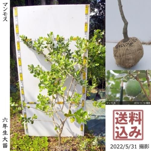 【2025年度予約商品】大苗◇