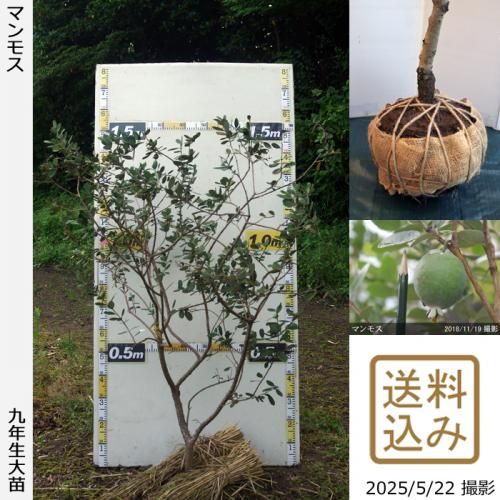 <img class='new_mark_img1' src='https://img.shop-pro.jp/img/new/icons14.gif' style='border:none;display:inline;margin:0px;padding:0px;width:auto;' />2025ǯͽʡġե祢 ޥ⥹[Ϸ 2017ǯ:L]ռӡ緿
