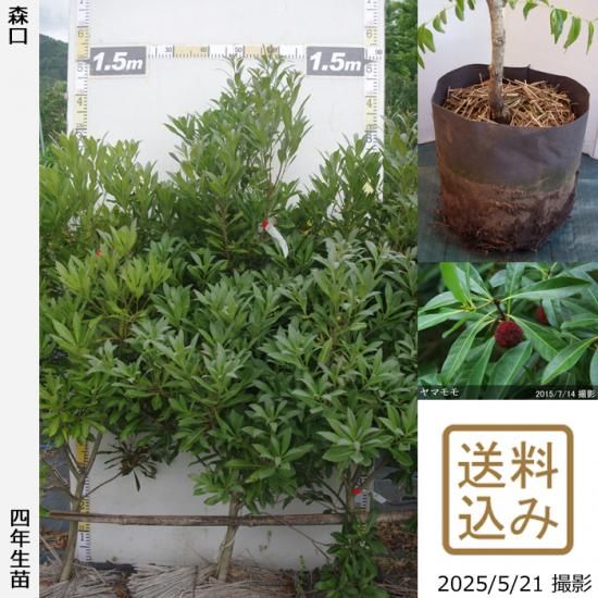 【2025年度予約商品】大苗◇