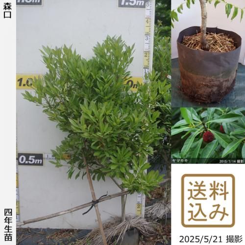 【2025年度予約商品】大苗◇