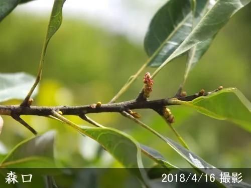 【順次出荷中】大苗◇ヤマモモ(