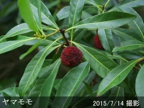 【順次出荷中】大苗◇ヤマモモ(