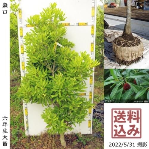【2025年度予約商品】大苗◇