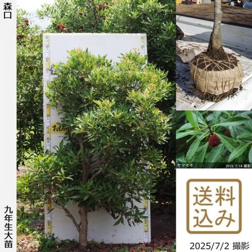 <img class='new_mark_img1' src='https://img.shop-pro.jp/img/new/icons14.gif' style='border:none;display:inline;margin:0px;padding:0px;width:auto;' />2025ǯͽʡġޥ() (ꤰ)[Ϸ 2017ǯ:M]ռӡ緿