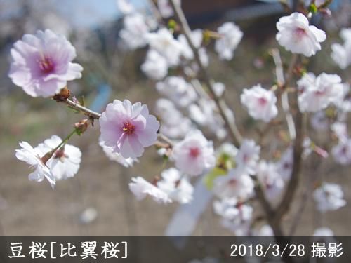 【2025年度予約商品】3年生
