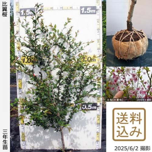 <img class='new_mark_img1' src='https://img.shop-pro.jp/img/new/icons14.gif' style='border:none;display:inline;margin:0px;padding:0px;width:auto;' />2025ǯͽʡ3ǯġ()Ʀ[](ޥ᥶顦ҥ襯)[Ϸ 2023ǯ:L]
