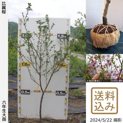 ͽʡȯġ()Ʀ[](ޥ᥶顦ҥ襯)[Ϸ 2019ǯ:M]