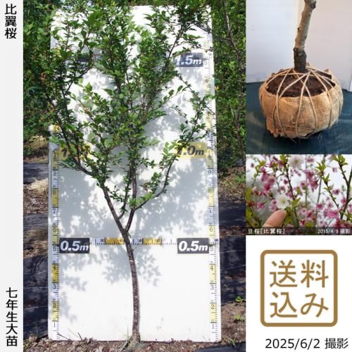 <img class='new_mark_img1' src='https://img.shop-pro.jp/img/new/icons14.gif' style='border:none;display:inline;margin:0px;padding:0px;width:auto;' />2025ǯͽʡġ()Ʀ[](ޥ᥶顦ҥ襯)[Ϸ 2019ǯ:L]