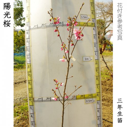 3年生苗◇サクラ(桜)陽光(ヨウコウ)[地掘苗 2020年:L]