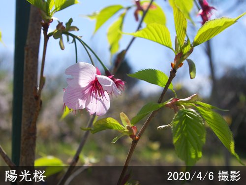 3年生苗◇サクラ(桜)陽光(ヨウコウ)[地掘苗 2020年:L]