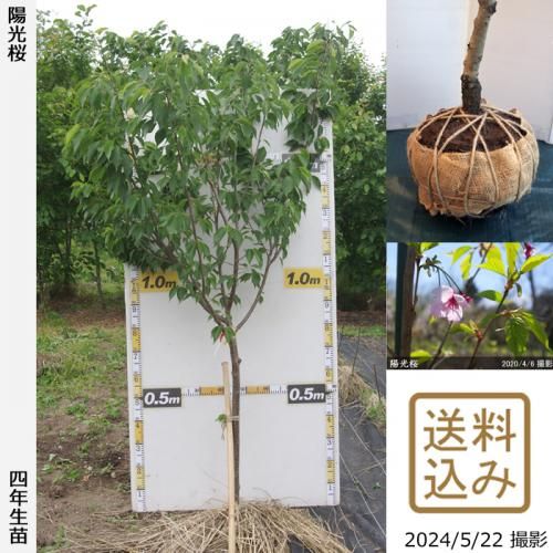 【2025年度予約商品】大苗◇