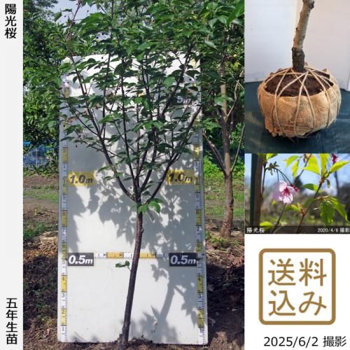 <img class='new_mark_img1' src='https://img.shop-pro.jp/img/new/icons14.gif' style='border:none;display:inline;margin:0px;padding:0px;width:auto;' />2025ǯͽʡġ()۸(襦)[Ϸ 2021ǯ:L]緿