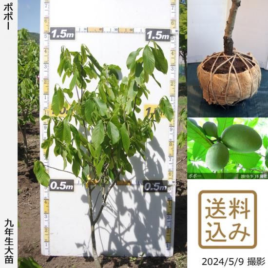 【順次出荷中】大苗◇ポポー[実