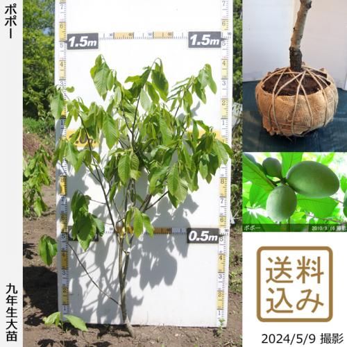 【順次出荷中】大苗◇ポポー[実