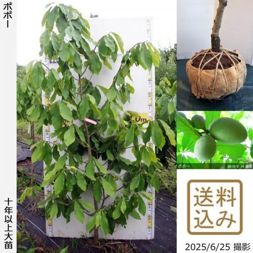 <img class='new_mark_img1' src='https://img.shop-pro.jp/img/new/icons14.gif' style='border:none;display:inline;margin:0px;padding:0px;width:auto;' />2025ǯͽʡġݥݡ[Ϸ 2016ǯ:3L]ռӡ緿