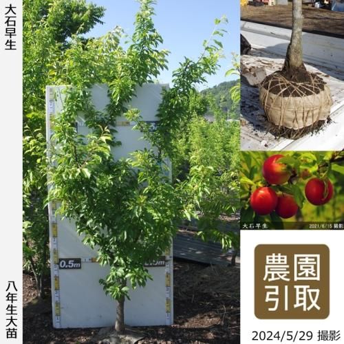 ġ( ץ)(碌)[Ϸ 2017ǯ:3L]Τ