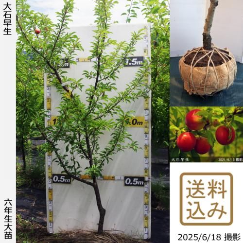 <img class='new_mark_img1' src='https://img.shop-pro.jp/img/new/icons14.gif' style='border:none;display:inline;margin:0px;padding:0px;width:auto;' />2025ǯͽʡġ( ץ)(碌)[Ϸ 2020ǯ:L]ռӡ緿