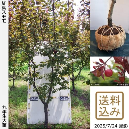 2025ǯͽʡġ( ץ)ե(٥˥Х)[Ϸ2017ǯ:4L]ռӡ緿