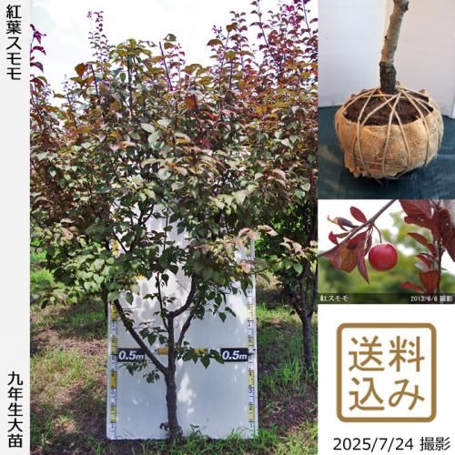 2025ǯͽʡġ( ץ)ե(٥˥Х)[Ϸ2017ǯ:3L]ռӡ緿