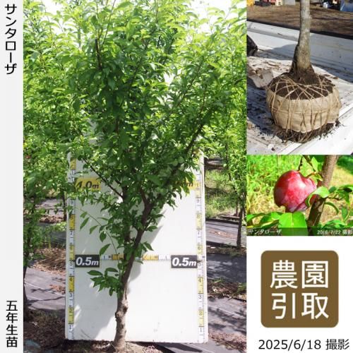 <img class='new_mark_img1' src='https://img.shop-pro.jp/img/new/icons14.gif' style='border:none;display:inline;margin:0px;padding:0px;width:auto;' />2025ǯͽʡġ( ץ)󥿥[Ϸ 2021ǯ:4L]ռӡΤ