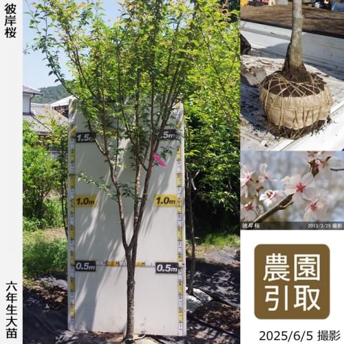 桜の木の下で依頼品 Amazon｜願い桜の木、人工桜の木、シミュレーション桜の木偽物
