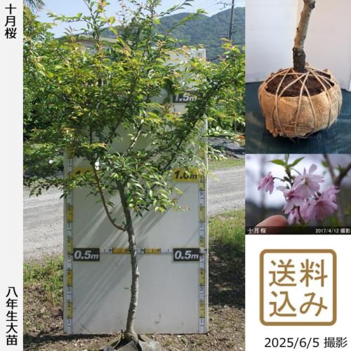 <img class='new_mark_img1' src='https://img.shop-pro.jp/img/new/icons14.gif' style='border:none;display:inline;margin:0px;padding:0px;width:auto;' />2025ǯͽʡġ()(奦ĥ)[Ϸ 2018ǯ:LL]緿