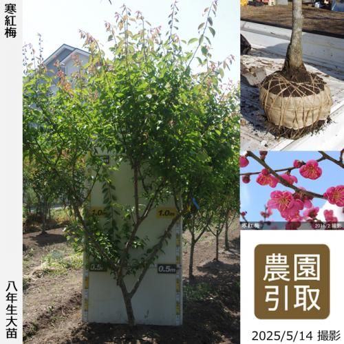 <img class='new_mark_img1' src='https://img.shop-pro.jp/img/new/icons14.gif' style='border:none;display:inline;margin:0px;padding:0px;width:auto;' />2025ǯͽʡġ() (󤳤Ф)[Ϸ 2018ǯ:4L]Τ