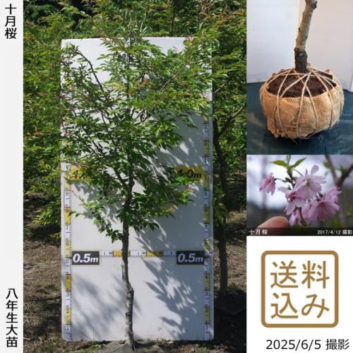 <img class='new_mark_img1' src='https://img.shop-pro.jp/img/new/icons14.gif' style='border:none;display:inline;margin:0px;padding:0px;width:auto;' />2025ǯͽʡġ()(奦ĥ)[Ϸ 2018ǯ:L]