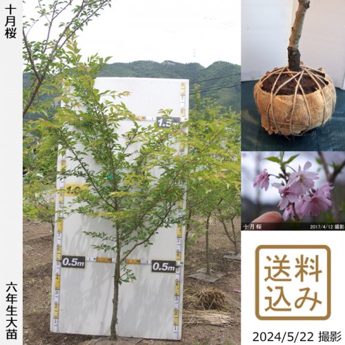 サクラ(桜)十月桜(ジュウガツザクラ)地掘大苗 - 果樹苗・大苗・苗木販売の隅田農園@京都亀岡