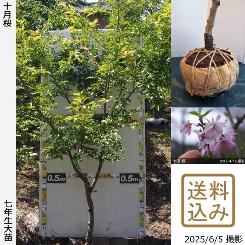 <img class='new_mark_img1' src='https://img.shop-pro.jp/img/new/icons14.gif' style='border:none;display:inline;margin:0px;padding:0px;width:auto;' />2025ǯͽʡġ()(奦ĥ)[Ϸ 2019ǯ:LL(high)]緿