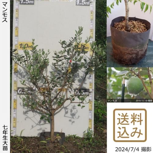 【順次出荷中】大苗◇フェイジョ