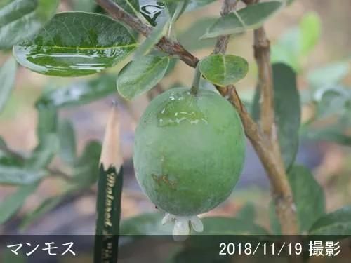 【2025年度予約商品】大苗◇