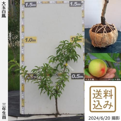 3ǯġ() ˱(ޤϤۤ)[Ϸ 2020ǯ:M]