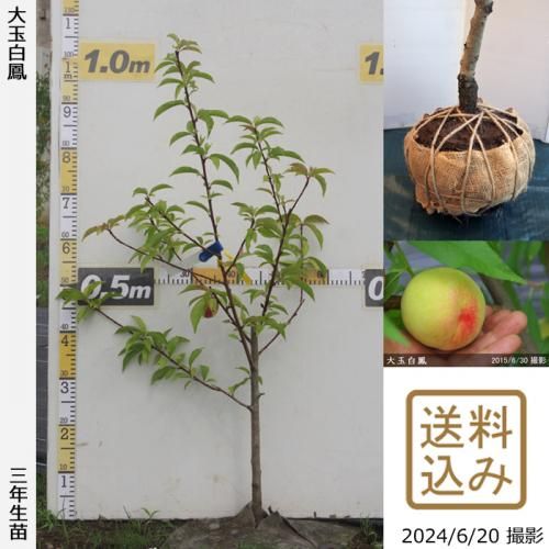 2ǯġ() ˱(ޤϤۤ)[Ϸ 2021ǯ:L]