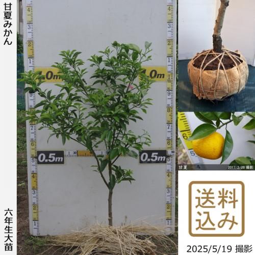 甘夏みかん]カンキツ(柑橘)類の地堀大苗 - 果樹苗・大苗・苗木販売の