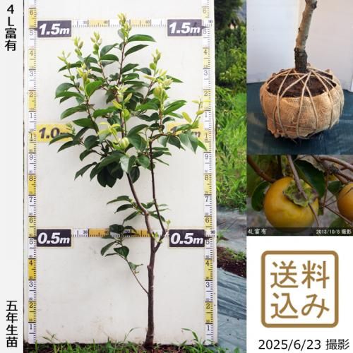 甘柿 4L富有]柿(カキ,かき)の地堀大苗 - 果樹苗・大苗・苗木販売