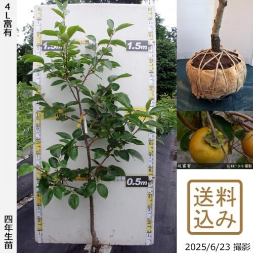 <img class='new_mark_img1' src='https://img.shop-pro.jp/img/new/icons14.gif' style='border:none;display:inline;margin:0px;padding:0px;width:auto;' />2025ǯͽʡġ(ų) 4Lͭ(դ椦)[Ϸ 2022ǯ:L]