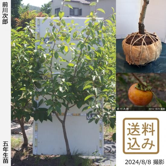 【順次出荷中】大苗◇カキ(甘柿