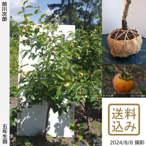 【順次出荷中】大苗◇カキ(甘柿