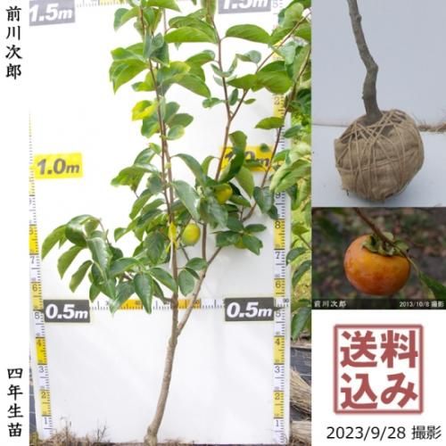 【順次出荷中】大苗◇カキ(甘柿