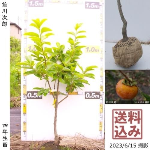 【順次出荷中】大苗◇カキ(甘柿